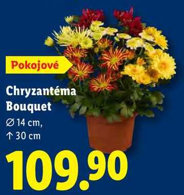 Chryzantéma Bouquet