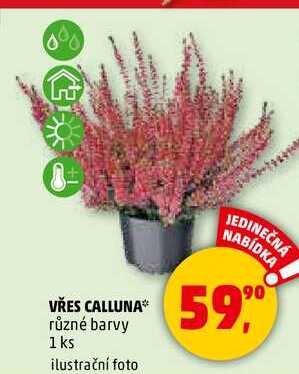 VŘES CALLUNA, 1 ks