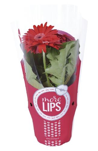 Gerbera more lips