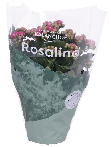 Kalanchoe Calandiva, 1 KS