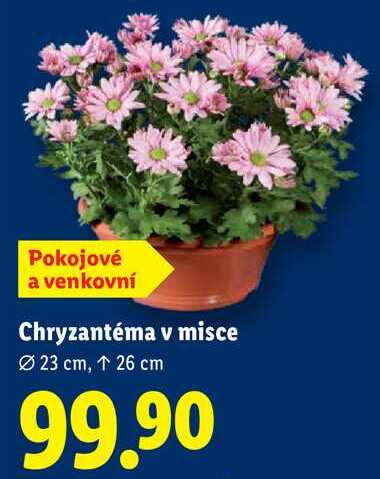 Chryzantéma v misce 