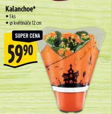 Kalanchoe