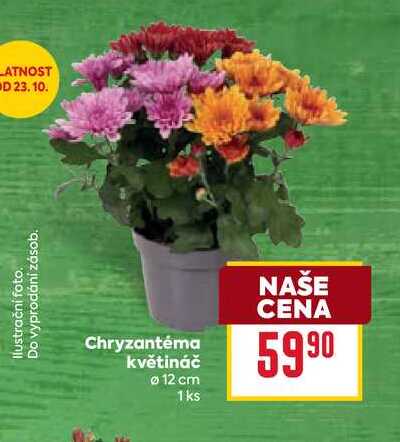 Chryzantéma květináč 12 cm 1ks