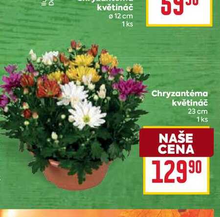 Chryzantéma květináč 23 cm 1ks 