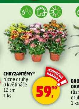 CHRYZANTÉMY, 1 ks 