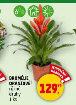 BROMÉLIE ORANŽOVÉ, 1 ks
