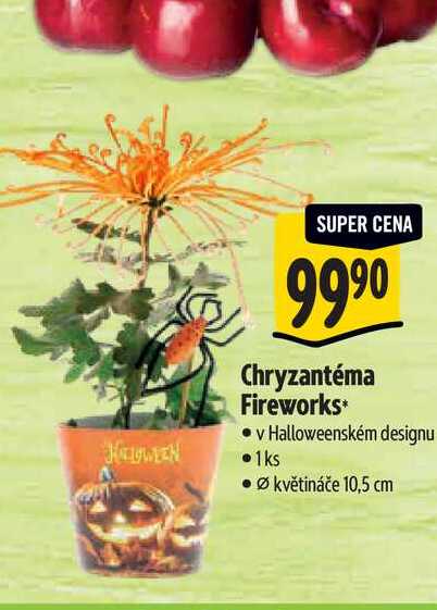 Chryzantéma Fireworks, pr. květináče 10,5 cm
