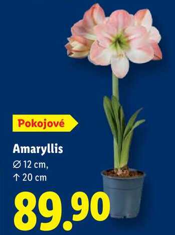 Amaryllis