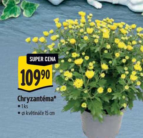 Chryzantéma, pr. květináče 15 cm