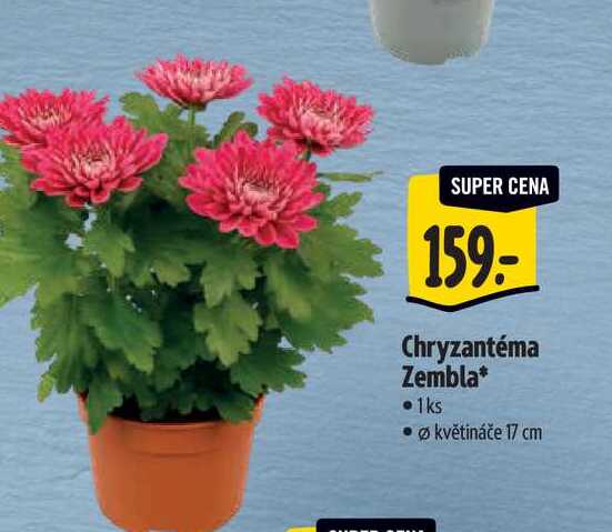 Chryzantéma Zembla, pr. květináče 17 cm