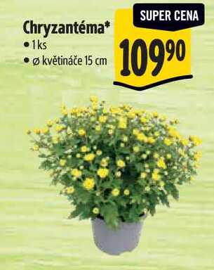 Chryzantéma