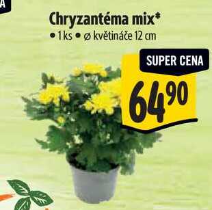 Chryzantéma mix