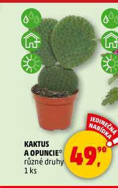 KAKTUS A OPUNCIE, 1 ks