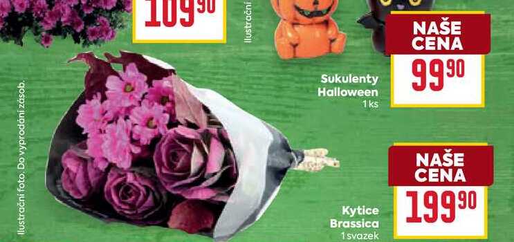Kytice Brassica 1 svazek
