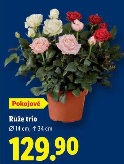 Růže trio 