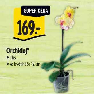 Orchidej