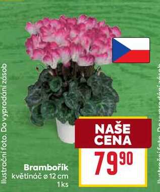 Brambořík květináč o 12 cm 1ks