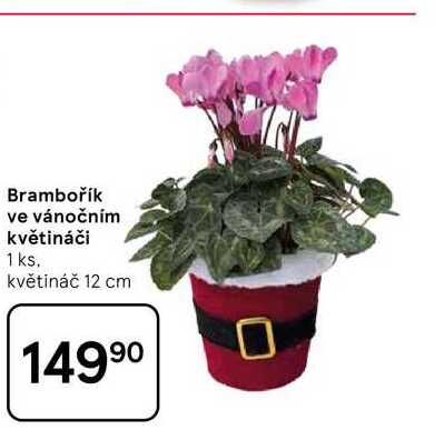 Brambořík ve vánočním květináči, 1 ks. květináč 12 cm