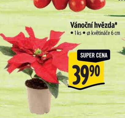 Vánoční hvězda, pr. květináče 6 cm