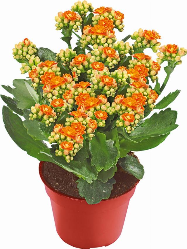 Kalanchoe plnokvětá Kolopejka