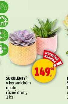 SUKULENTY, 1 ks 