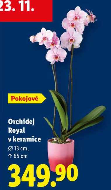 Orchidej Royal v keramice
