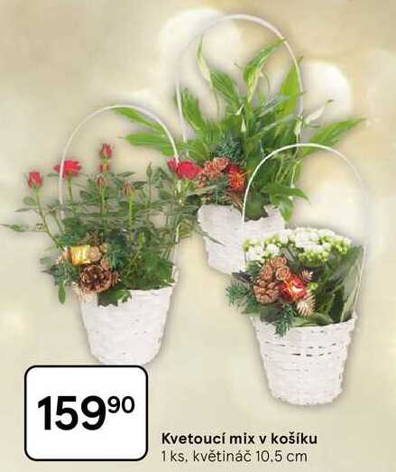 Kvetoucí mix v košíku, 1 ks. květináč 10.5 cm 
