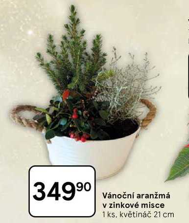 Vánoční aranžmá v zinkové misce, 1 ks. květináč 21 cm