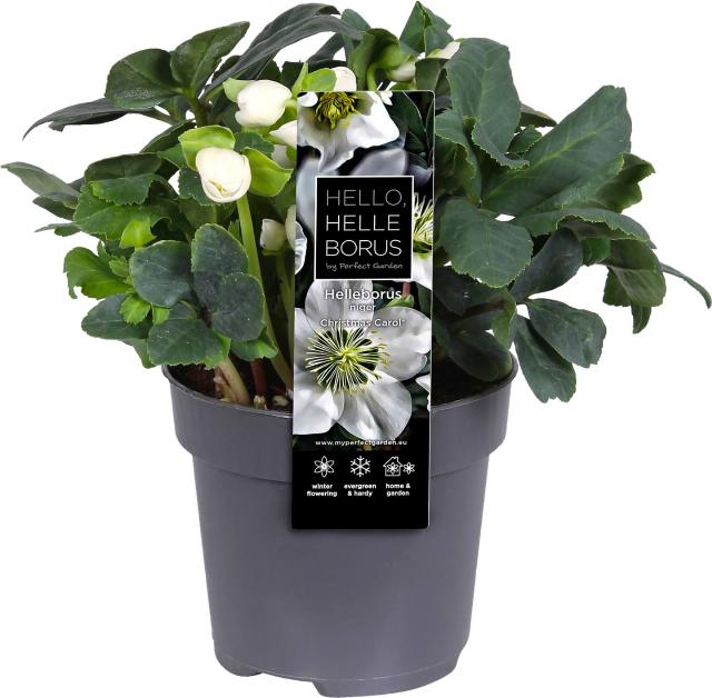 Čemeřice Helleborus