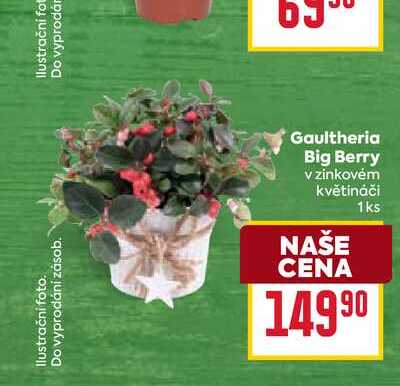 Gaultheria Big Berry v zinkovėm květináči 1ks 