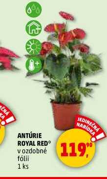 ANTÚRIE ROYAL RED, 1 ks