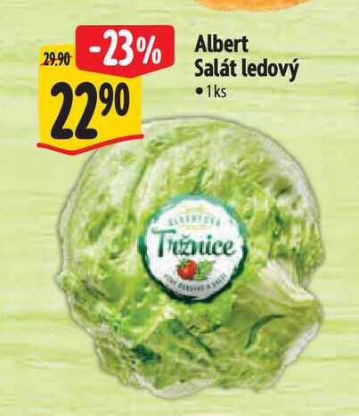  Albert Salát ledový  1 ks