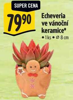 Echeveria ve vánoční keramice