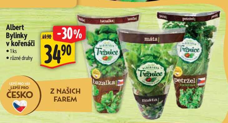 Albert Bylinky v kořenáči 