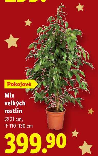 Mix velkých rostlin 