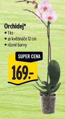 Orchidej