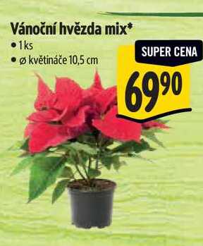 Vánoční hvězda mix