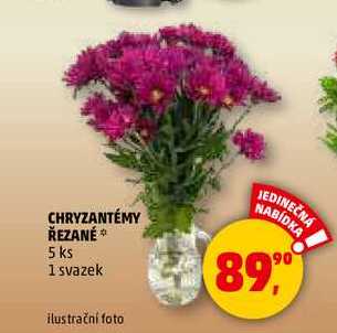 CHRYZANTÉMY ŘEZANÉ, 5 ks 