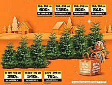 Vánoční stromeček Nordmann 150–200 cm