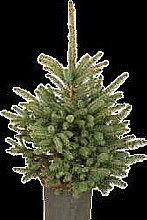 SMRK PICHLAVÝ STŘÍBRNÝ