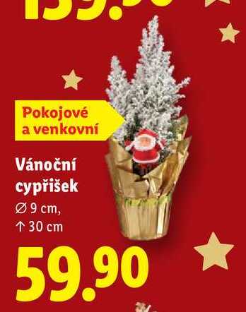 Vánoční cypřišek 