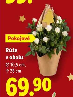 Růže v obalu