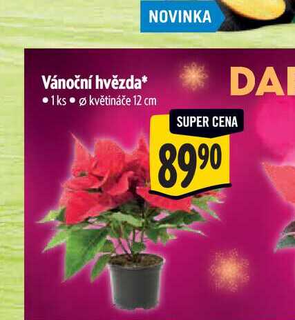 Vánoční hvězda pr. květináče 12 cm