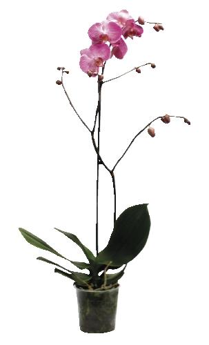 Phalaenopsis, 1 KS