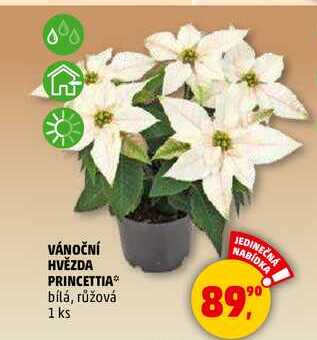 VÁNOČNÍ HVĚZDA PRINCETTIA, 1 ks