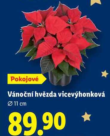 Vánoční hvězda vicevýhonková 