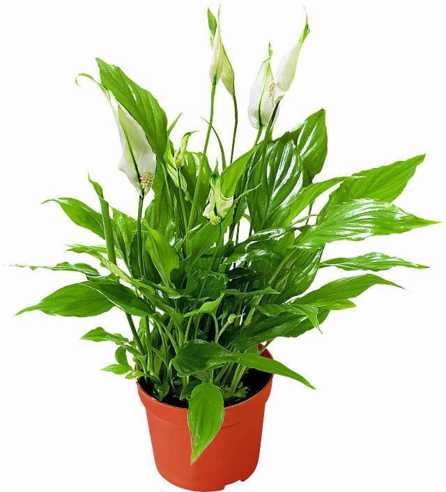 Toulcovka Spathiphyllum wallisii