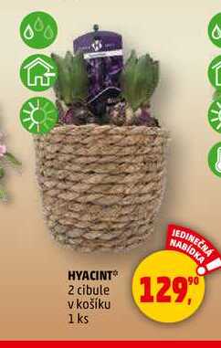 HYACINT, 1 ks 