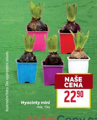 Hyacinty mini mix, 1 ks 