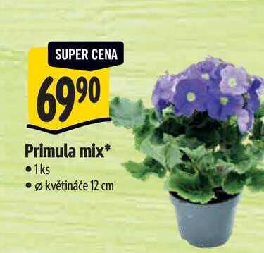   Primula mix, pr. květináče 12 cm 